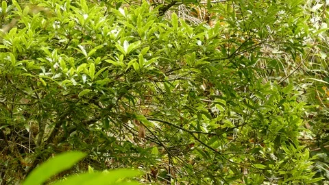 Endemic collared redstart grooming and taking off in Costa Rica Stock-Footage 126808841