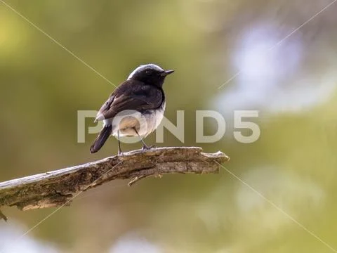 Endemic Cyprus wheatear on branch with green background Stock Photos