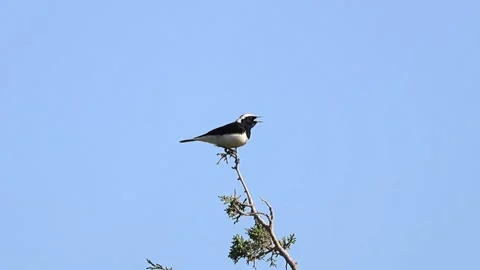 Endemic Cyprus Wheatear Singing on a Branch, Cyprus Stock-Footage 333478230