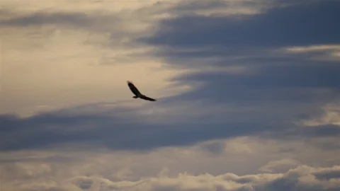 Endemic Flores hawk-eagle tracking shot flying in sunset clouds Video stock 96064934