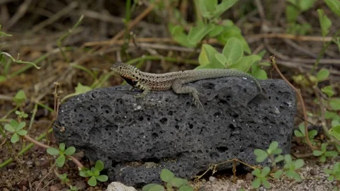 Endemic galapagos lava lizard sunbathing on volcanic rock Stock Footage 340407802