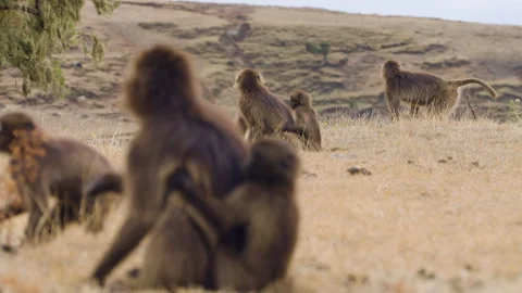 Endemic Gelada Baboon Monkeys In The Simien Mountains National Park, Ethiopia Stock-Footage 315427295