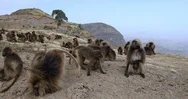 Endemic Gelada Baboon In Simien Mountain, Ethiopia Wildlife Stock Footage