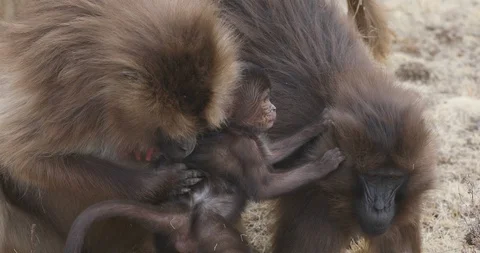 Endemic Gelada baboon in Simien mountain, Ethiopia wildlife Stock-Footage 116802358