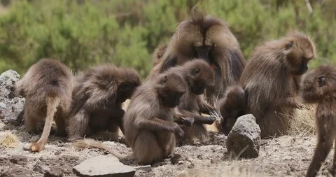 Endemic Gelada baboon in Simien mountain, Ethiopia wildlife Vídeo Stock 116802394