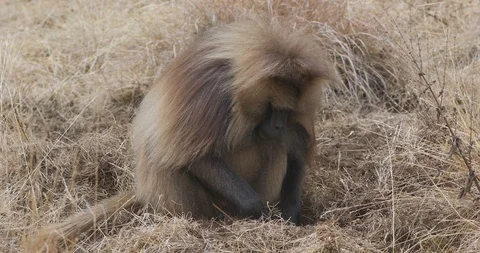 Endemic Gelada baboon in Simien mountain, Ethiopia wildlife Vidéo 116802462