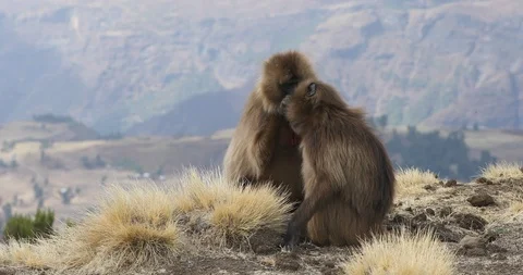 Endemic Gelada baboon in Simien mountain, Ethiopia wildlife Stock-Footage 116802470