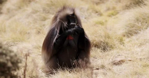 Endemic Gelada, Theropithecus gelada, in Simien mountain, Ethiopia wildlife Stock Footage 251652785