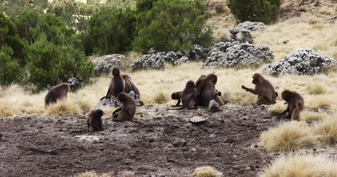 Endemic Gelada, Theropithecus gelada, in Simien mountain, Ethiopia wildlife Stock Footage 251652810