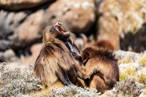 Endemic Gelada, Theropithecus gelada, in Simien mountain, Ethiopia wildlife Foto stock