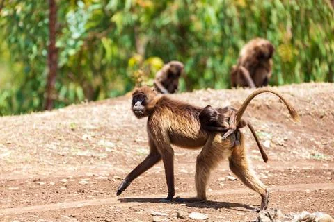 Endemic Gelada, Theropithecus gelada, in Simien mountain, Ethiopia wildlife Stock Photos