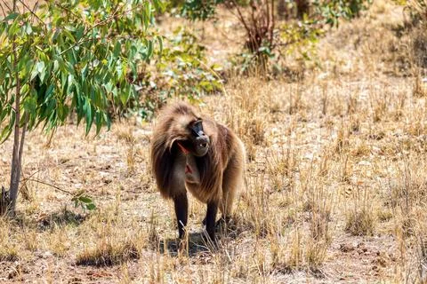 Endemic Gelada, Theropithecus gelada, in Simien mountain, Ethiopia wildlife Foto stock