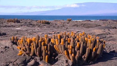 Endemic lava cactus grows on the volcanic shores of the Galapagos Islands, 库存影片 83592405