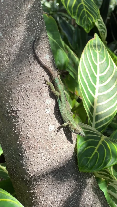 Endemic Madeira Lizard Sunbathing on a Tree Trunk Stock Footage 299946011