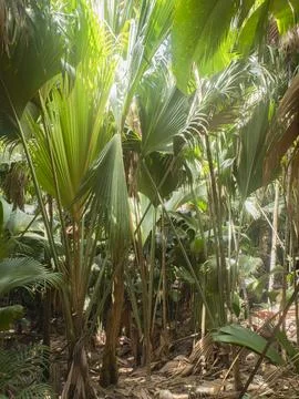 Endemic palm trees and their foliage, Vallee de Mai, Praslin island, Seychelles Stock Photos