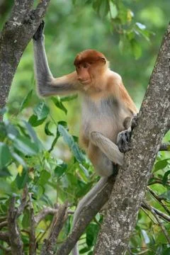 Endemic proboscis monkey sitting on a branch in the forest among leaves in Stock Photos