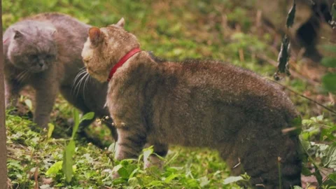 Ending a fight between cats Stock Footage 251791897