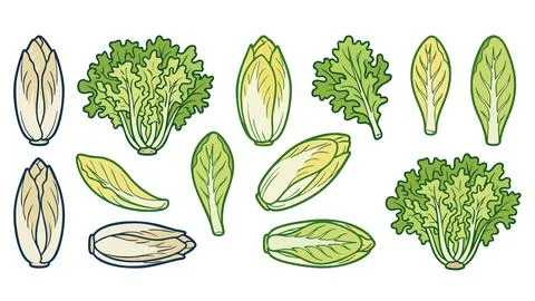 Endive and Chicory Vegetable Vector Set with Leaves and Heads Stock Illustration