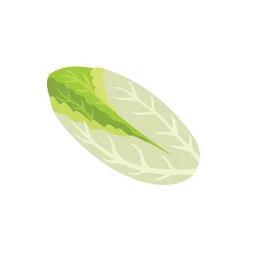 Endive lettuce isolated element. Healthy chicory food print Stock Illustration