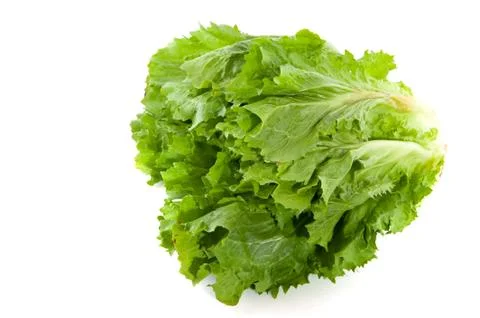 Endive Stock Photos