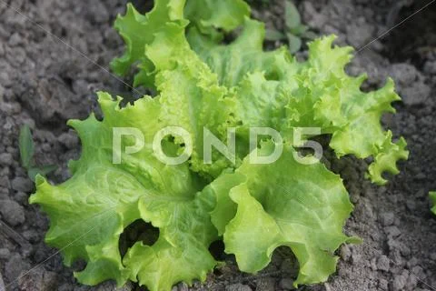 Endive Plant Stock Photos