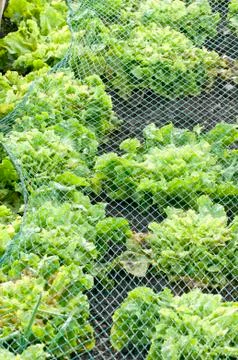 Endive under a protection net Stock Photos
