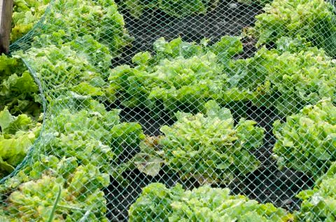 Endive under a protection net Stock Photos