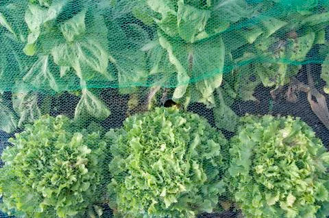 Endive in a vegetable garden Stock Photos