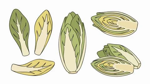 Endive Vegetable Vector Collection with Whole and Cut Leaves Stock Illustration