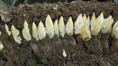 Endives in soil Video stock 36038062