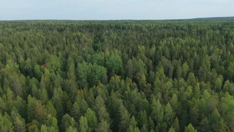 Endless aerial view of dense coniferous forest. Green treetops stretch to the Stockbeeldmateriaal 321691304