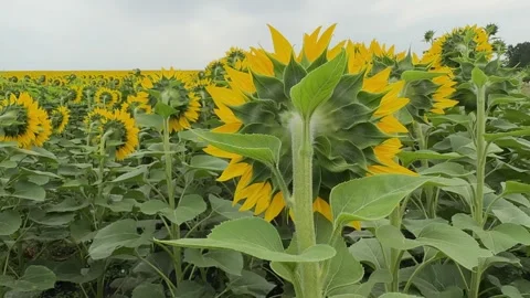 An endless array of vibrant yellow sunflowers dancing in the sunlight, symb.. Stock Footage 314046086