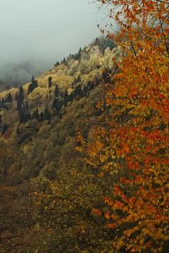 Endless autumn forest Stock Photos
