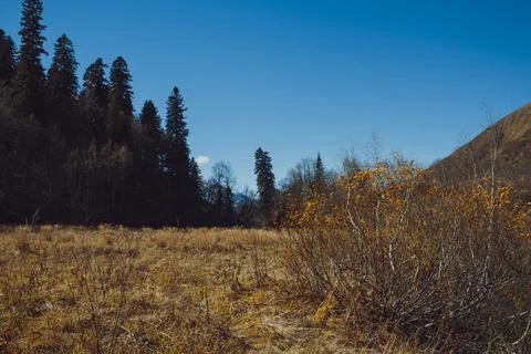 Endless autumn forest Stock Photos