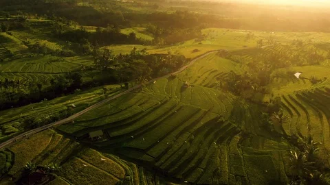 Endless Beautiful green Rice field terraces at Sunrise, aerial Stock Footage