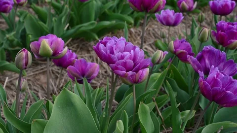 Endless bed rows of purple pink yellow tulips on farm field Stock Footage 128854509