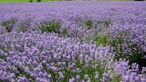 Endless Blooming Lavender Flowers Stock Footage