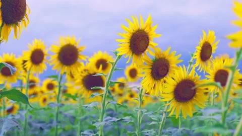 Endless Blooming Sunflower Field under Sunny Summer Sky, Fukuoka Stock Footage 344967570