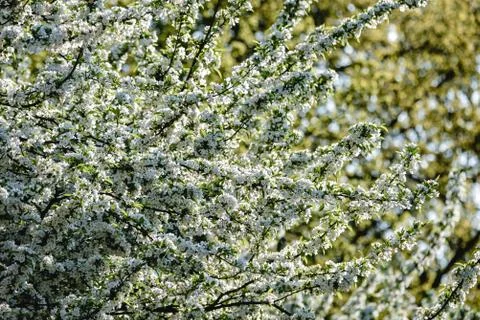 Endless blossoms along a row of a trees in a park in Amsterdam Stock Photos