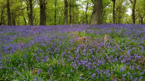 Endless Bluebells Stock Footage 197319843