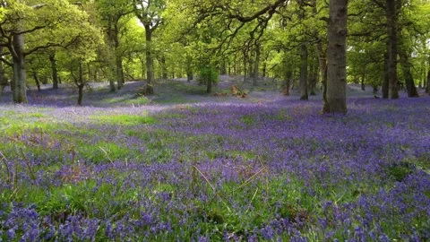 Endless Bluebells Stockbeeldmateriaal 197330823
