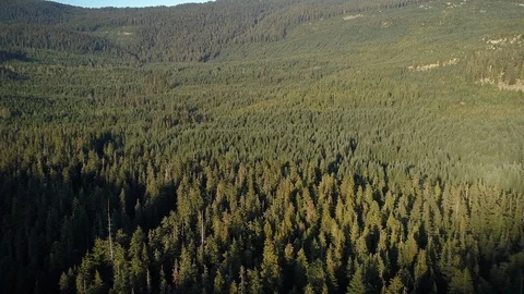Endless Canopy of Thick Forest Trees in British Columbia Aerial Video stock 98619129