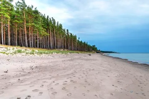 Endless coastline with forest Stock Photos