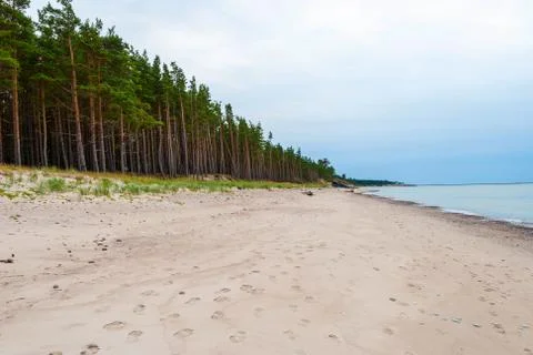 Endless coastline with forest Stock Photos