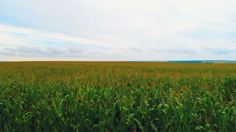 Endless corn field and field with beautiful blooming sunflowers in rural Russia Stock Footage 119503740
