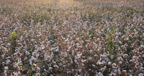 Endless cotton field at sunset. Ready to harvest cotton field. Cotton harvesting Stock Footage 258304862