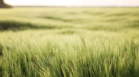 Endless crop fields of barley Stock Footage 49846382
