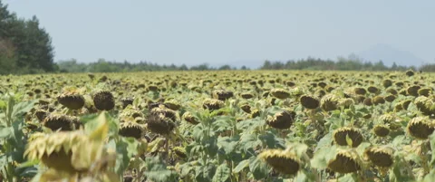 Endless crops of common sunflower anamorphic 5.7K video Stock Footage 315087146