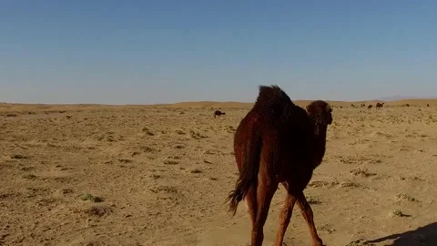 In the endless desert expanse a single camel steps, stock footage. Stock Footage 304816638