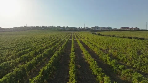 Endless, even rows of grapevines on the territory of grapevines in sunset light Stock Footage 270067485